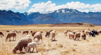 Peru Sheep Fields7166214404 200x110 - Peru Sheep Fields - Sheep, Pigeon, Peru, fields